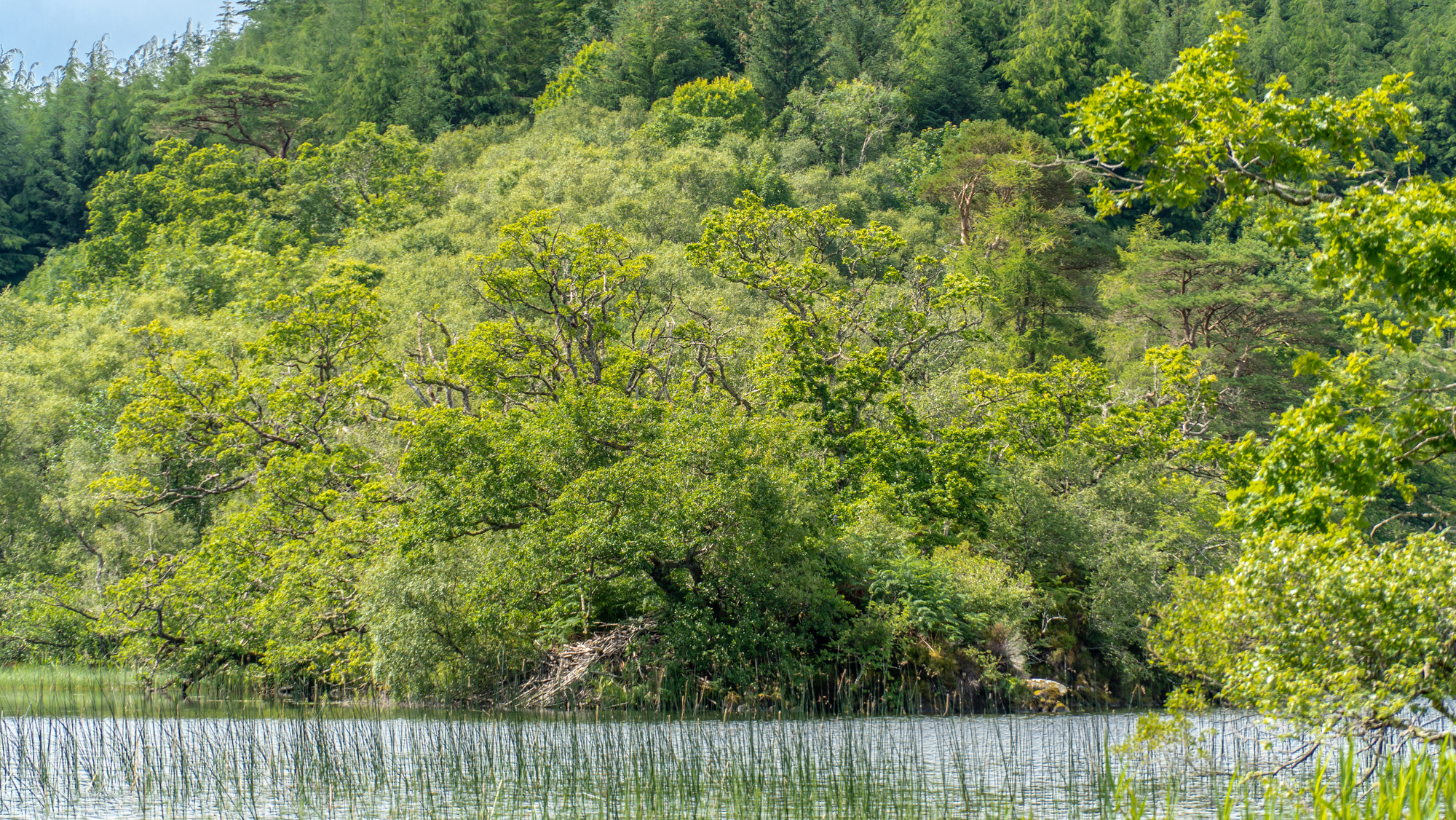 A beaver lodge next to a calm loch