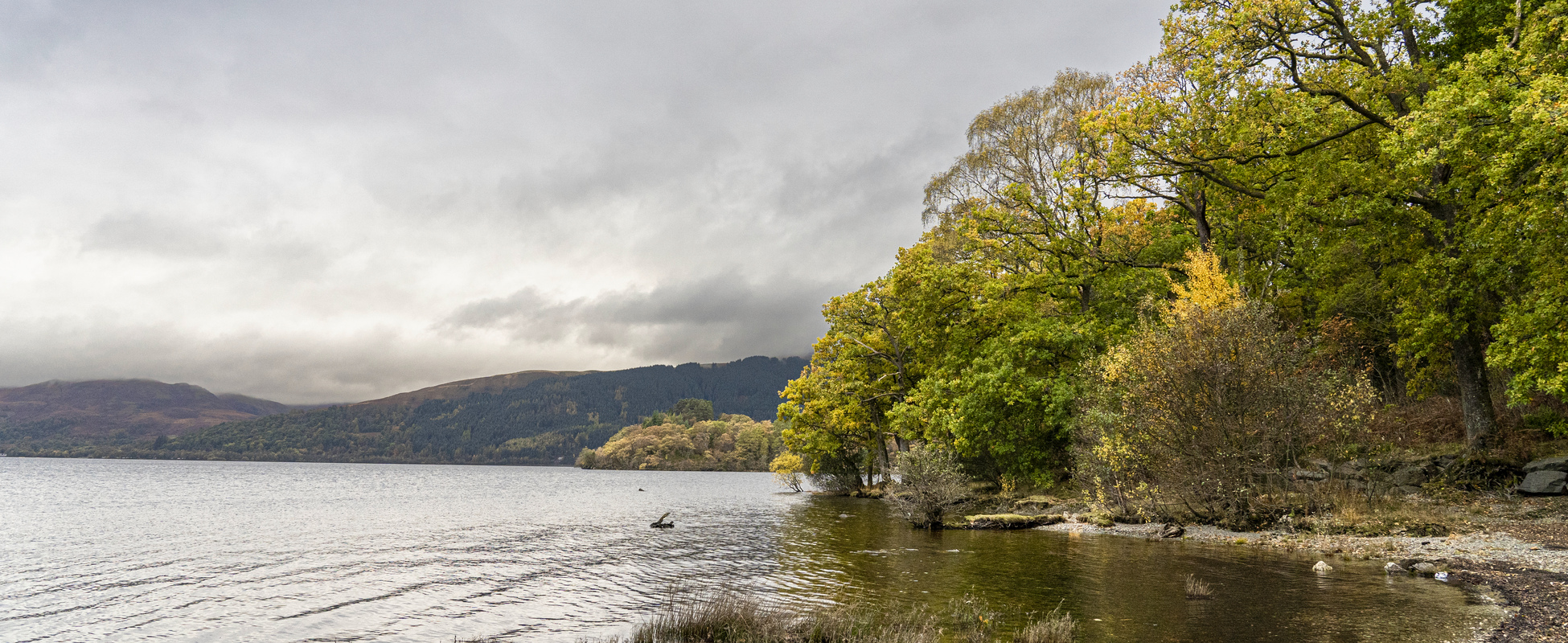 Drooping conifer branch