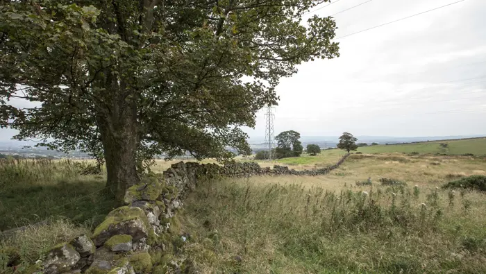 Tree next to a stone wall on the edge of a field.