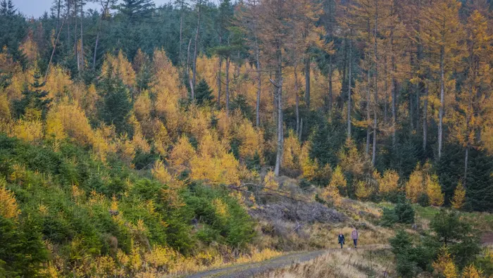 Forest road curving through a woodland in autumn.