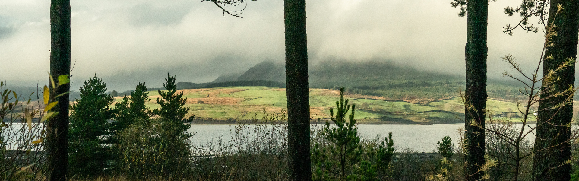 Drooping conifer branch