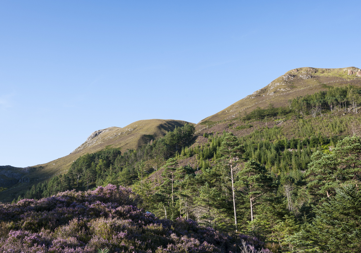 Close up of tree bark