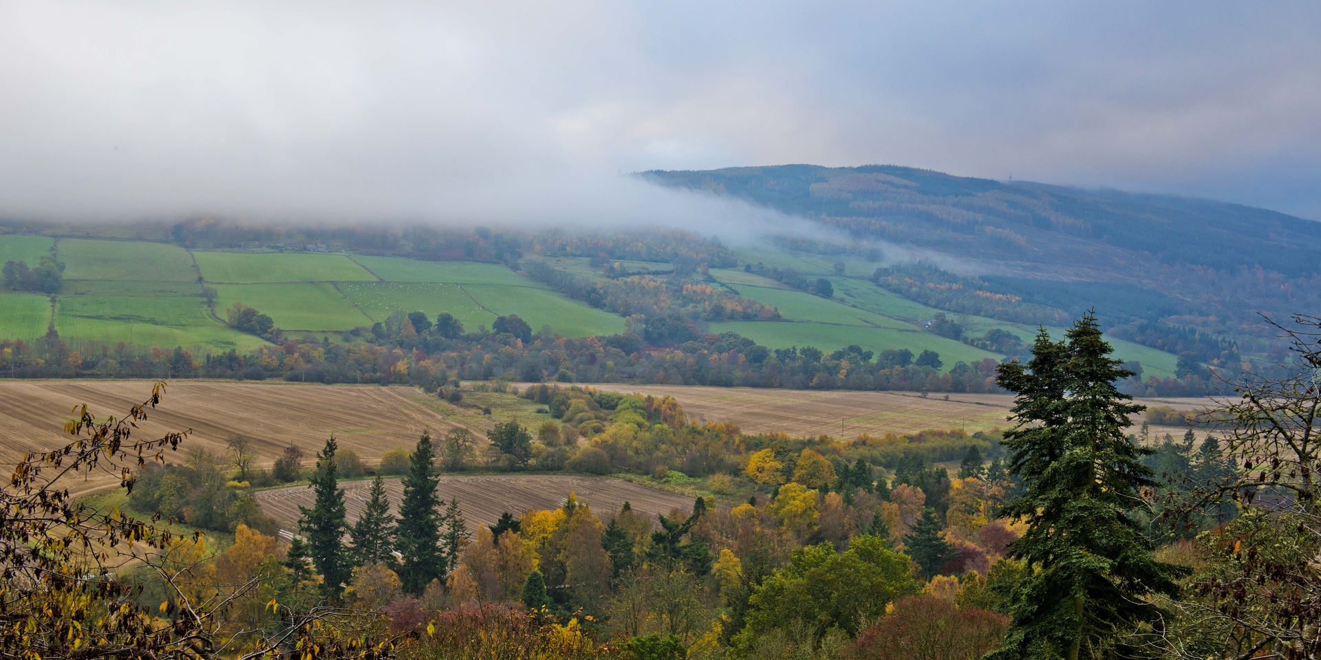 Drooping conifer branch