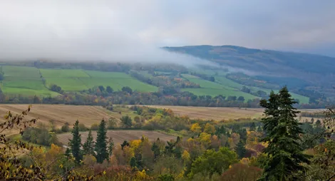 Drooping conifer branch