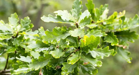 Drooping conifer branch