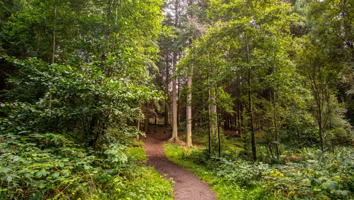 Path through some woodland.
