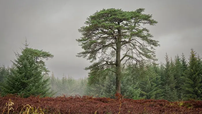 Pine tree in the rain and mist.