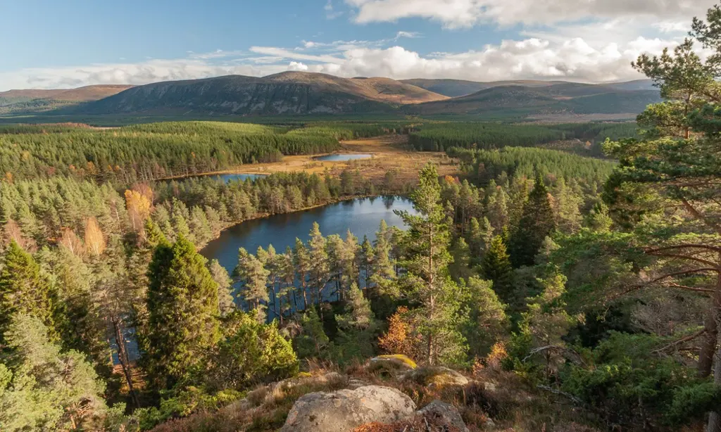 Aerial view of three lochs dotted amongst vast conifer forest and the Cairngorm Mountains, at Uath Lochans.