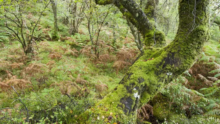 Tree covered in mosses and lichens in a vibrant green forest.