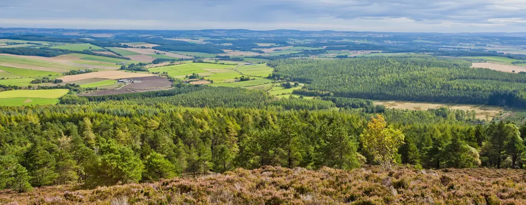 View from a hillside with heather in the foreground and a mosaic of fields and forestry in the distance.