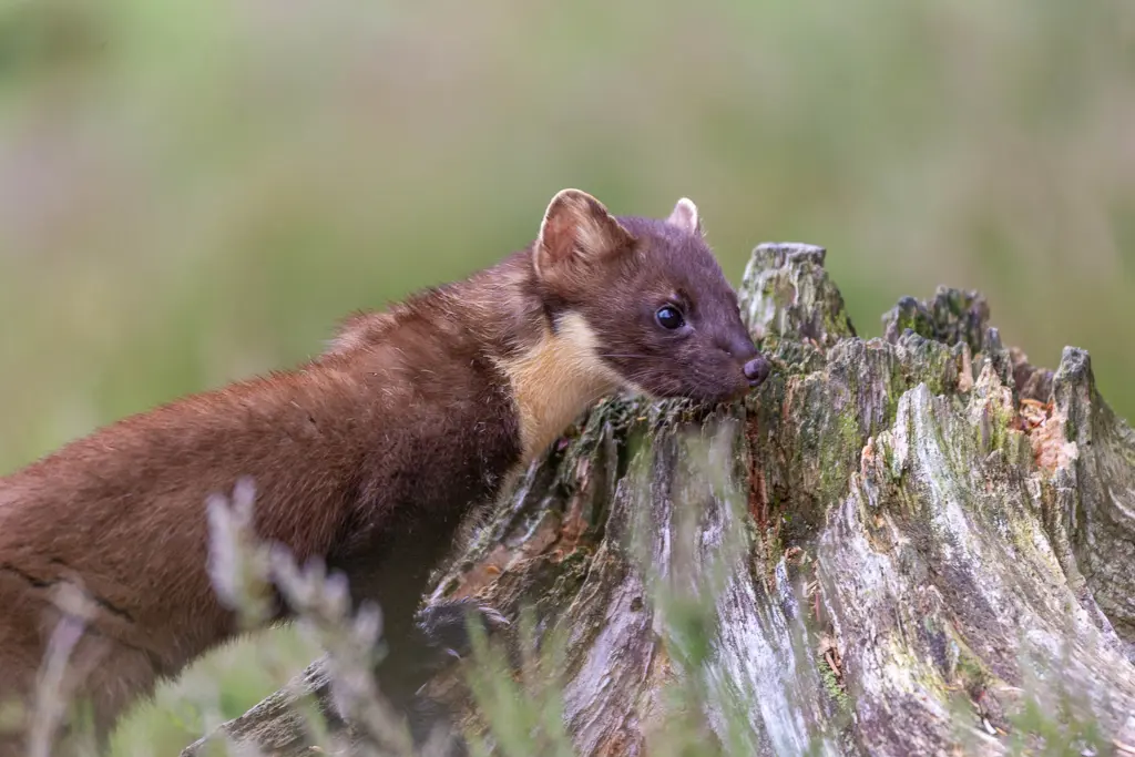 Pine marten next to a tree stump.