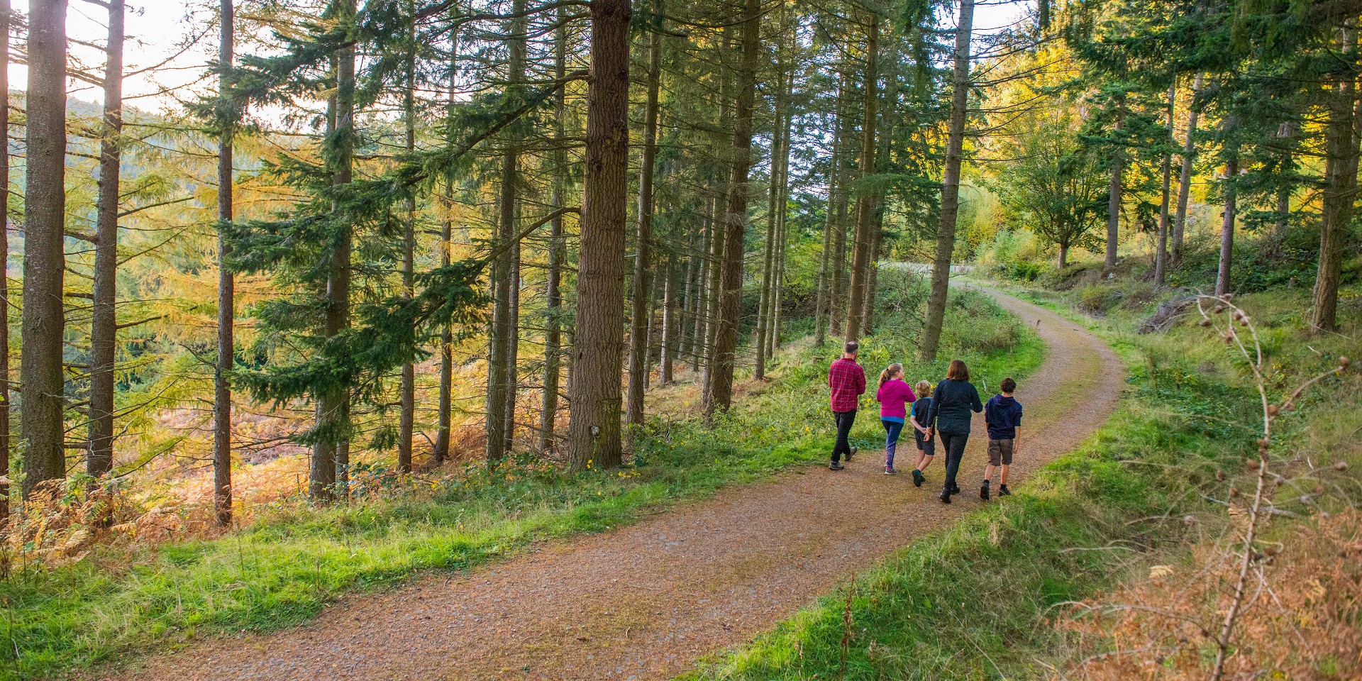 Drooping conifer branch