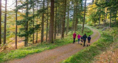 Drooping conifer branch