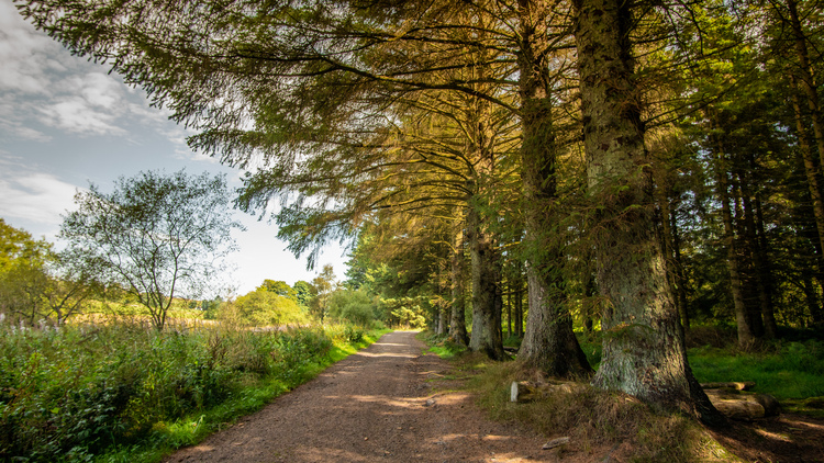 A forest walking path through a mixed woodland
