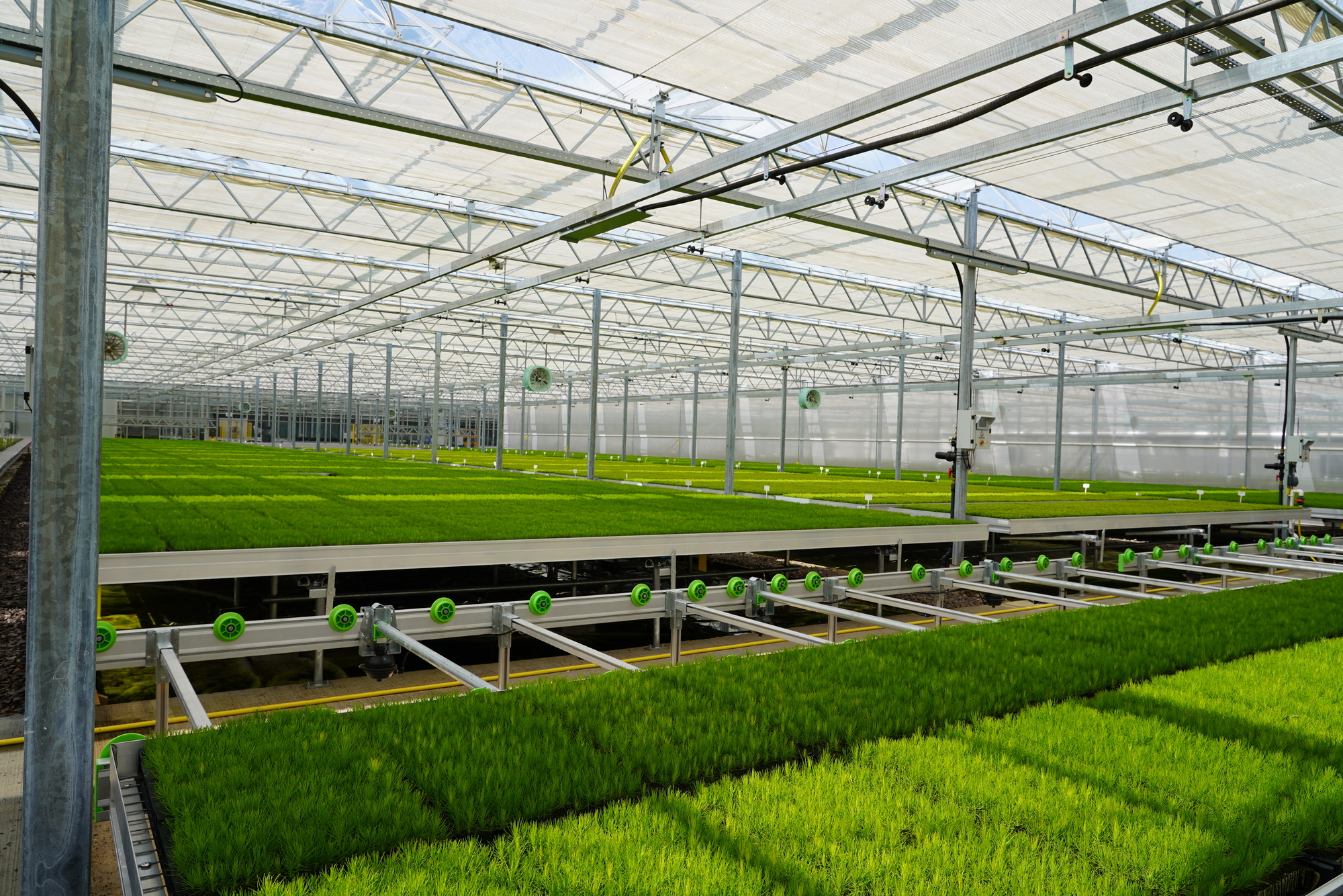 Trays of small trees inside a glasshouse