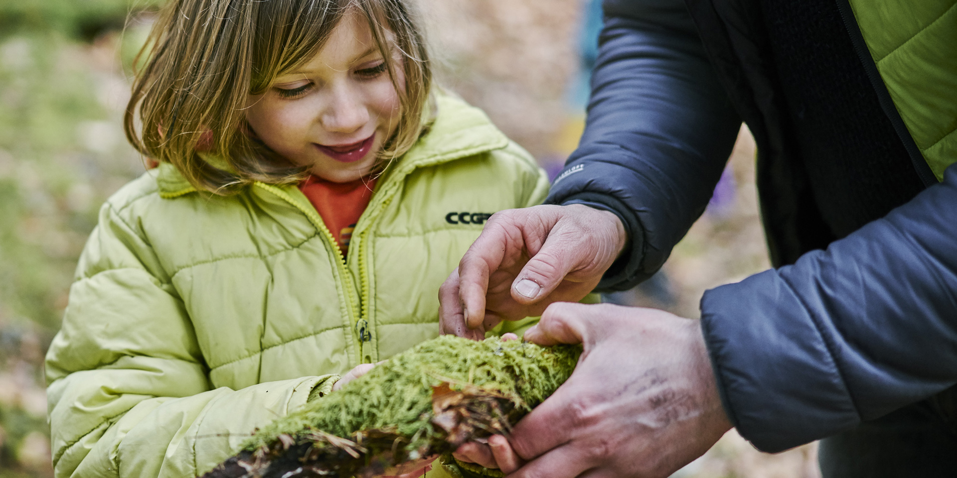Drooping conifer branch