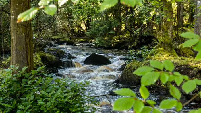 A rich riparian zone with fast water and broadleaf trees