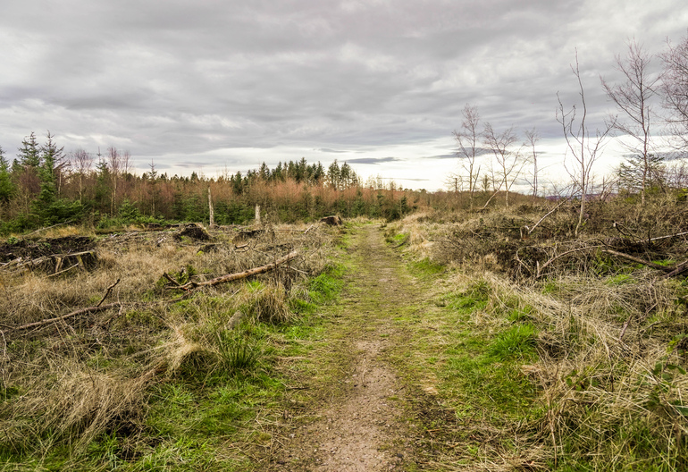 A forest path through a recently felled forest