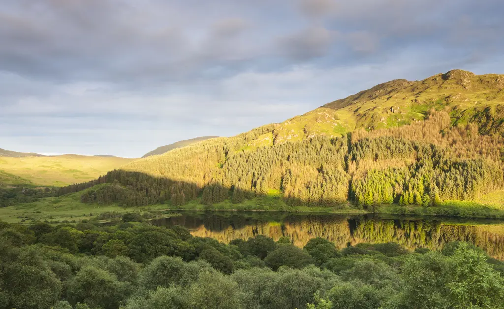 Golden evening suns shines over Loch Trool and surrounding forest