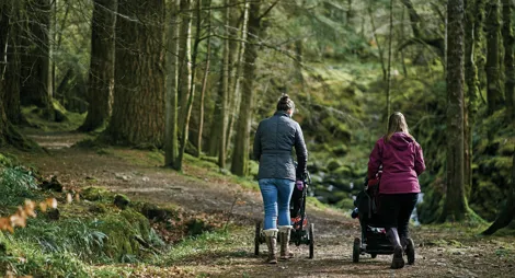 Drooping conifer branch