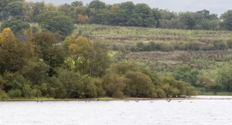 Drooping conifer branch