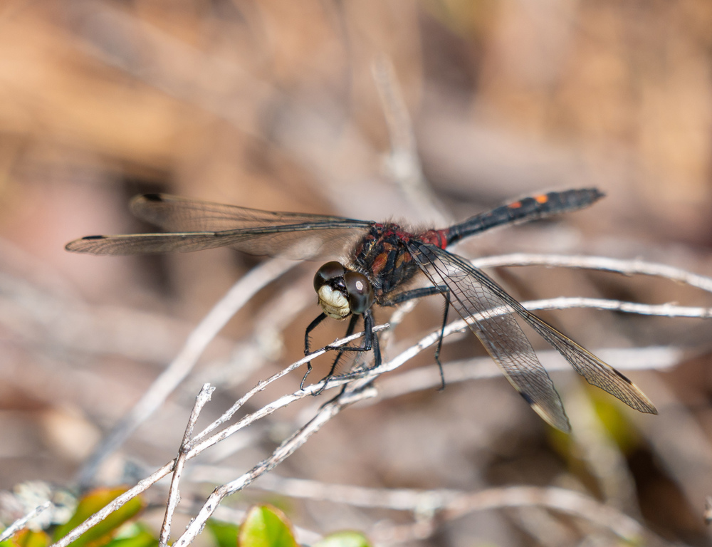 Dragonfly on a twig.