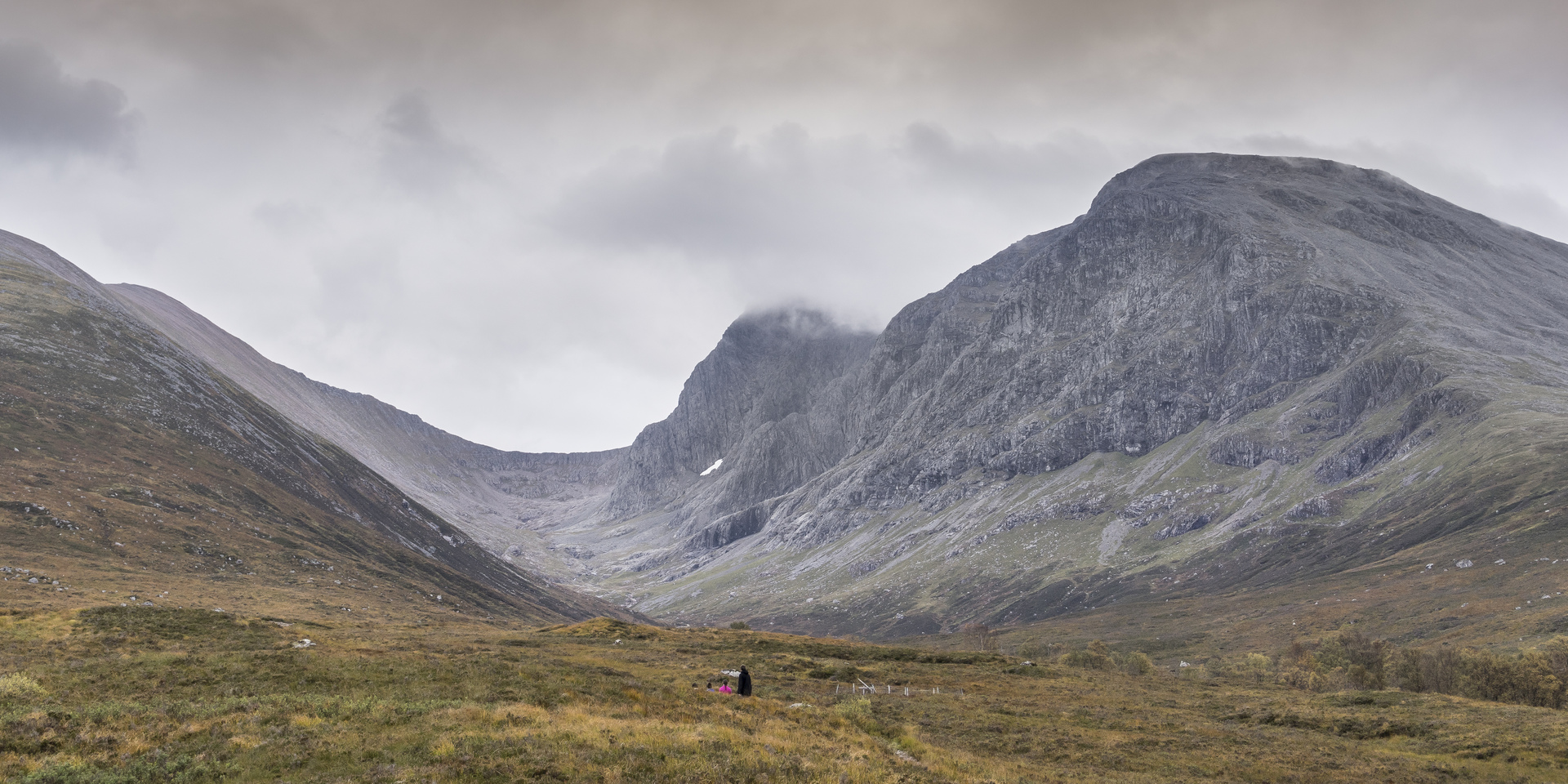 Drooping conifer branch
