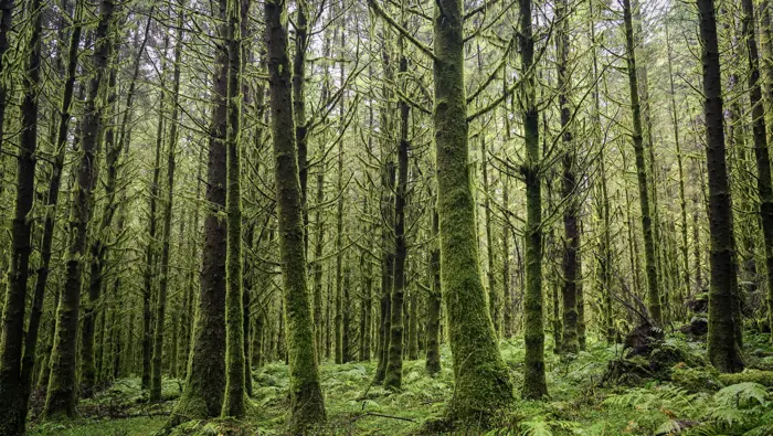 Forest scene with lichens and moss on conifer trees.