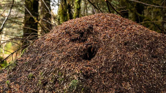 A giant ant hill