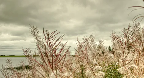 Drooping conifer branch