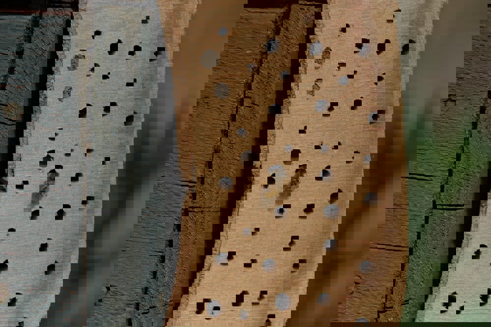 Bee hotel with range of hole sizes.