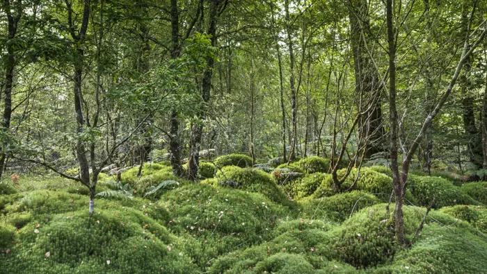 Forest scene with lots of moss across the forest floor.
