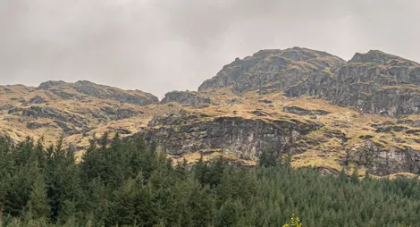 Drooping conifer branch