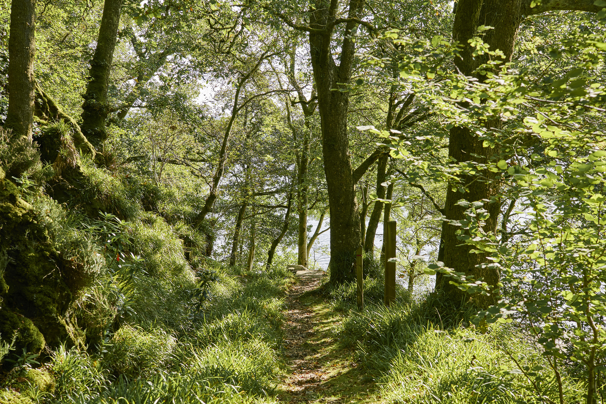 Leafy walking path, beside beach at Ardentinny, on the shore of Loch Long