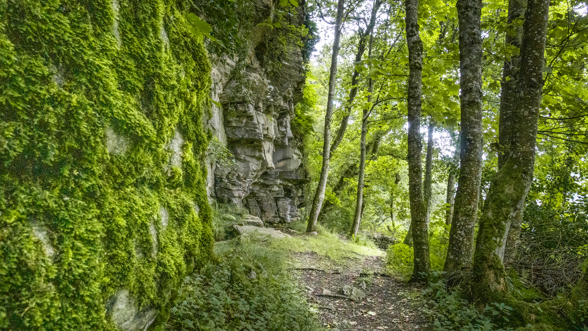 A walking path through a mixed woodland with rock faces next to the path