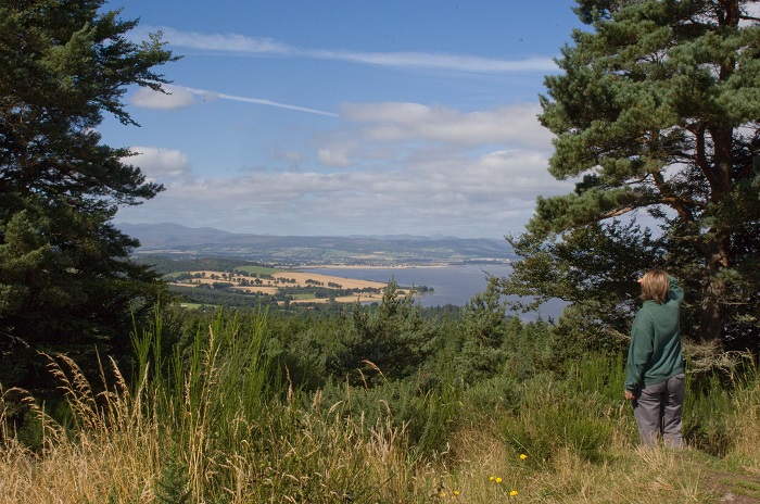Person in green jumper looking out passed large trees to open countryside under a blue sky