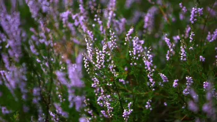 Close up of heather.