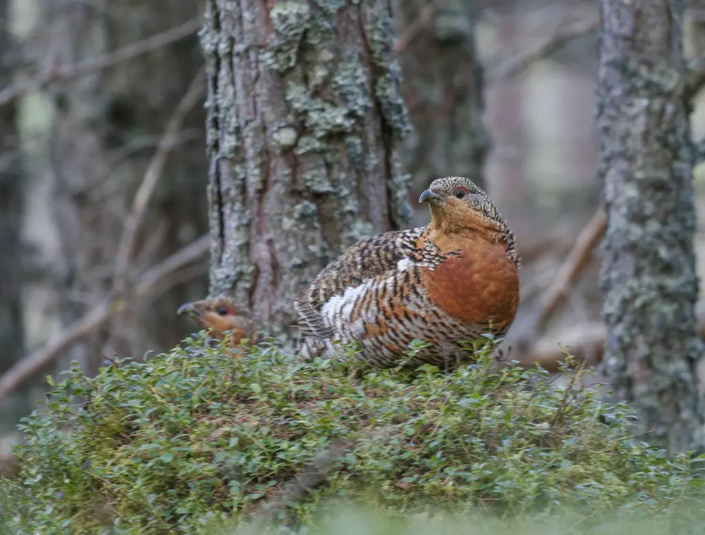 Female capercaillie on the forest floor.