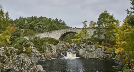 Drooping conifer branch