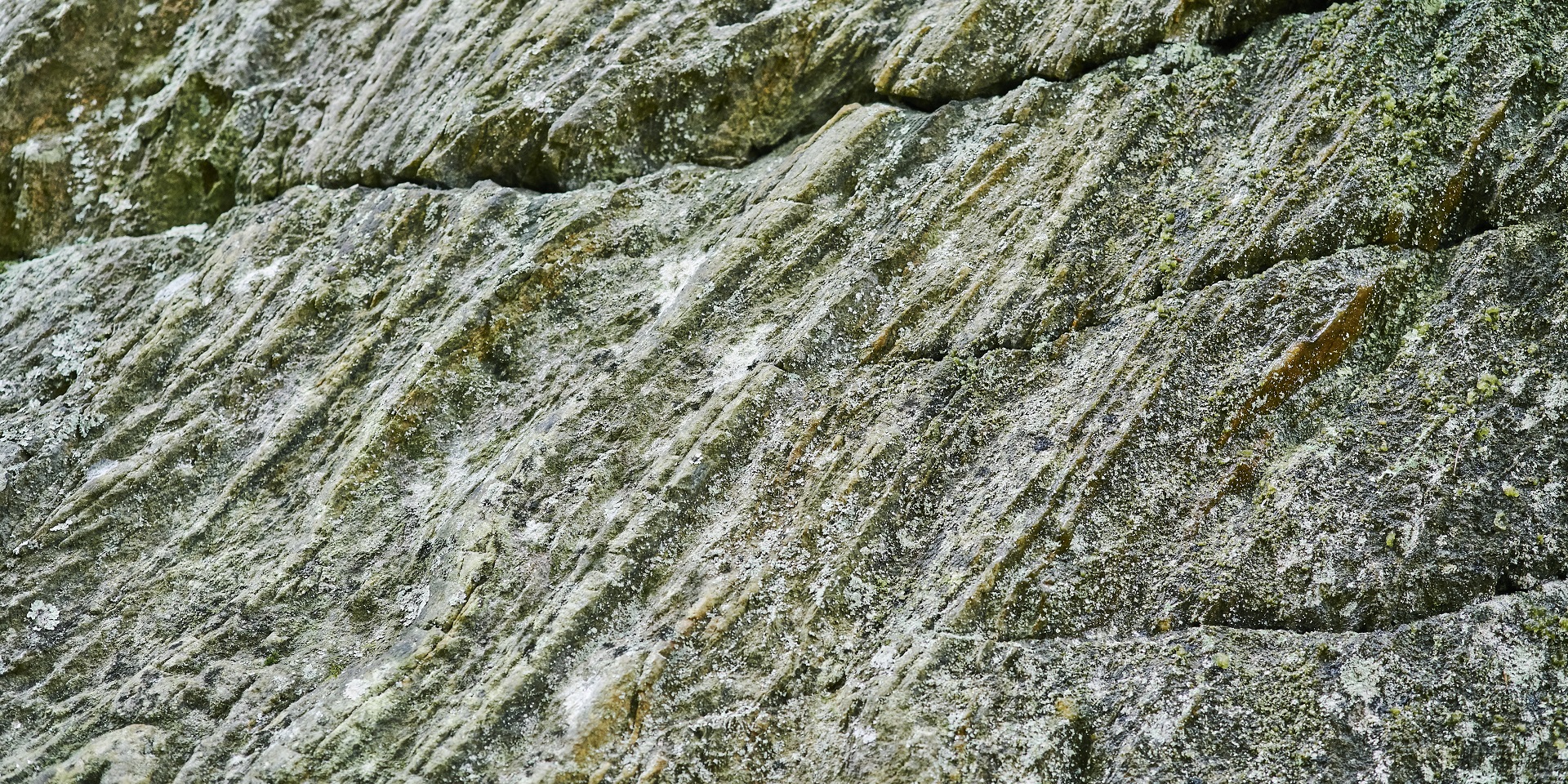 Close up of tree bark