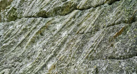 Drooping conifer branch