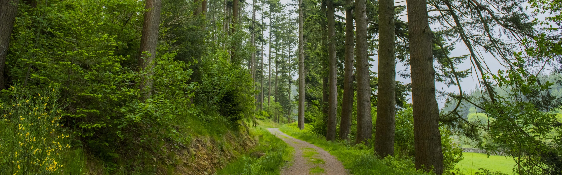 Drooping conifer branch