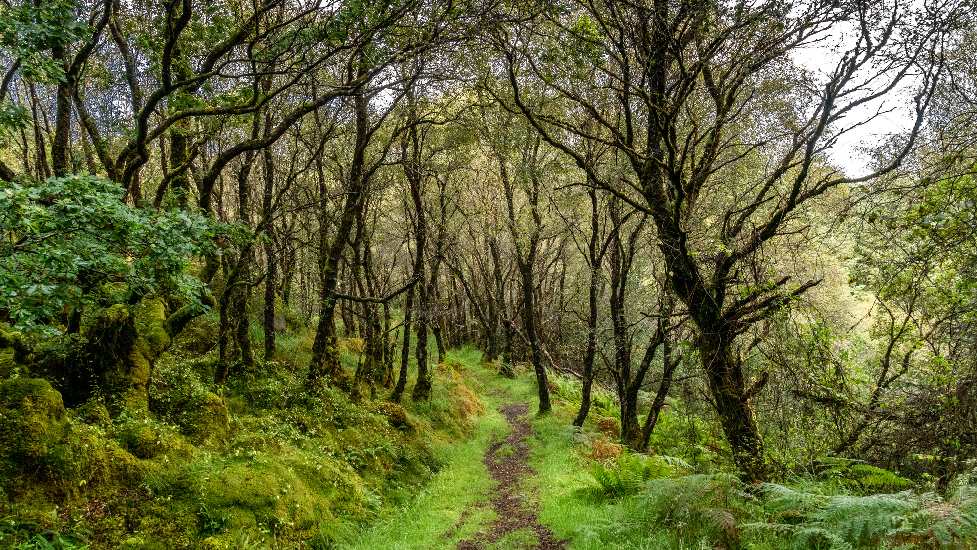  A walking trail through a woodland