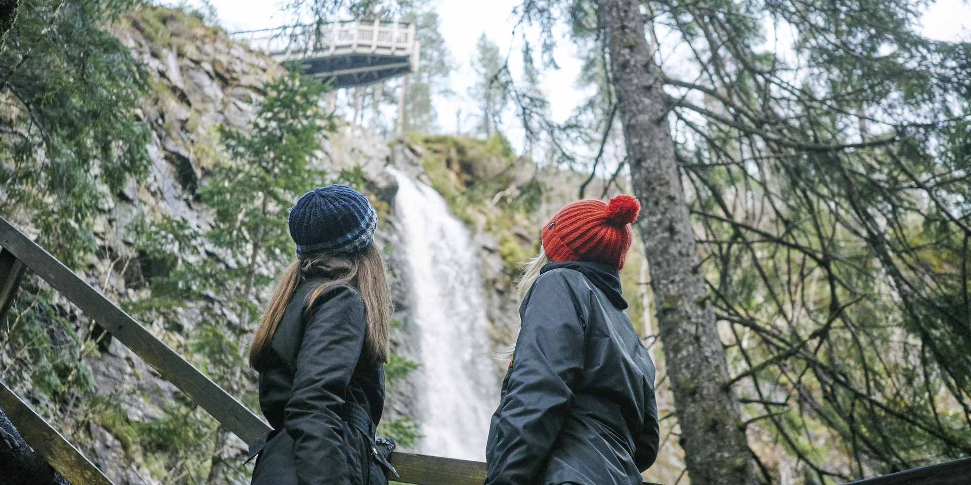 Drooping conifer branch