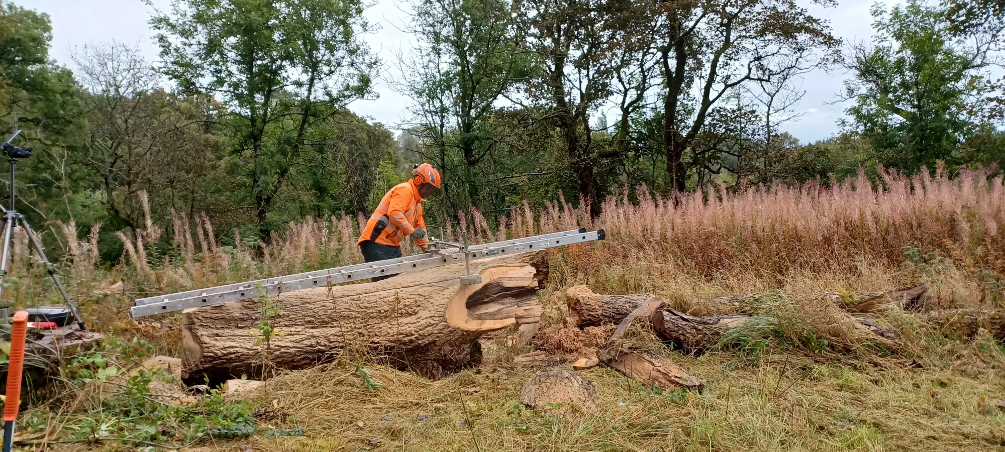 staff member in safety gear operating a mill in the forest