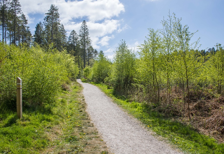 Trail at Dalbeattie Forest, near Dumfries