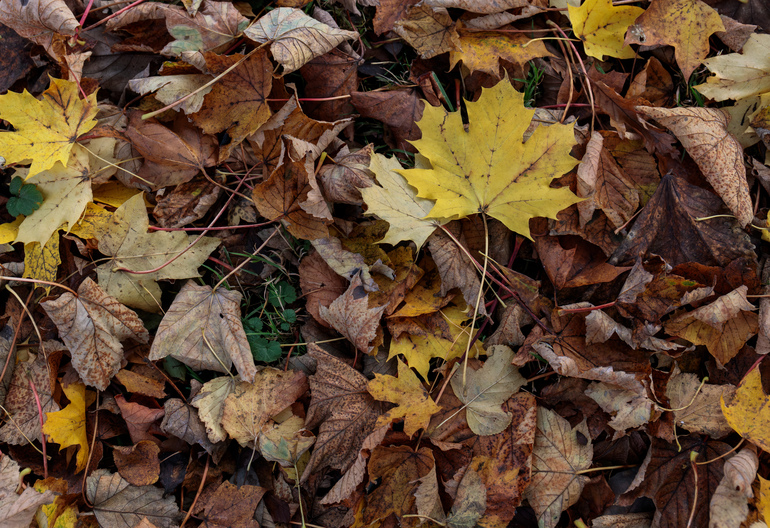 Yellow and orange leaves on the forest floor.