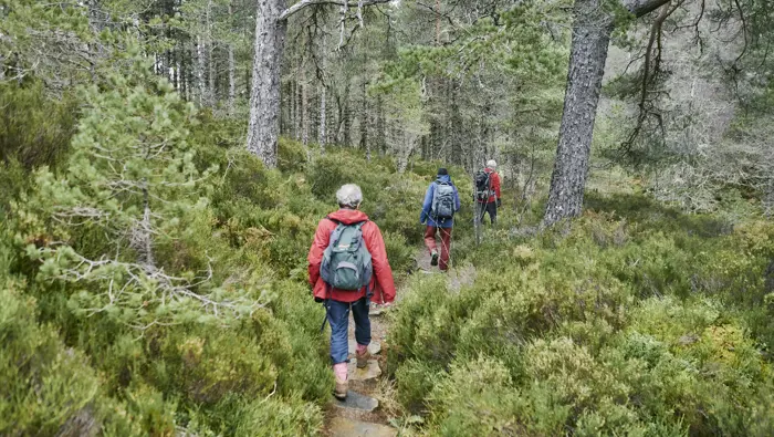 Three people walking along a trail in a pine forest.