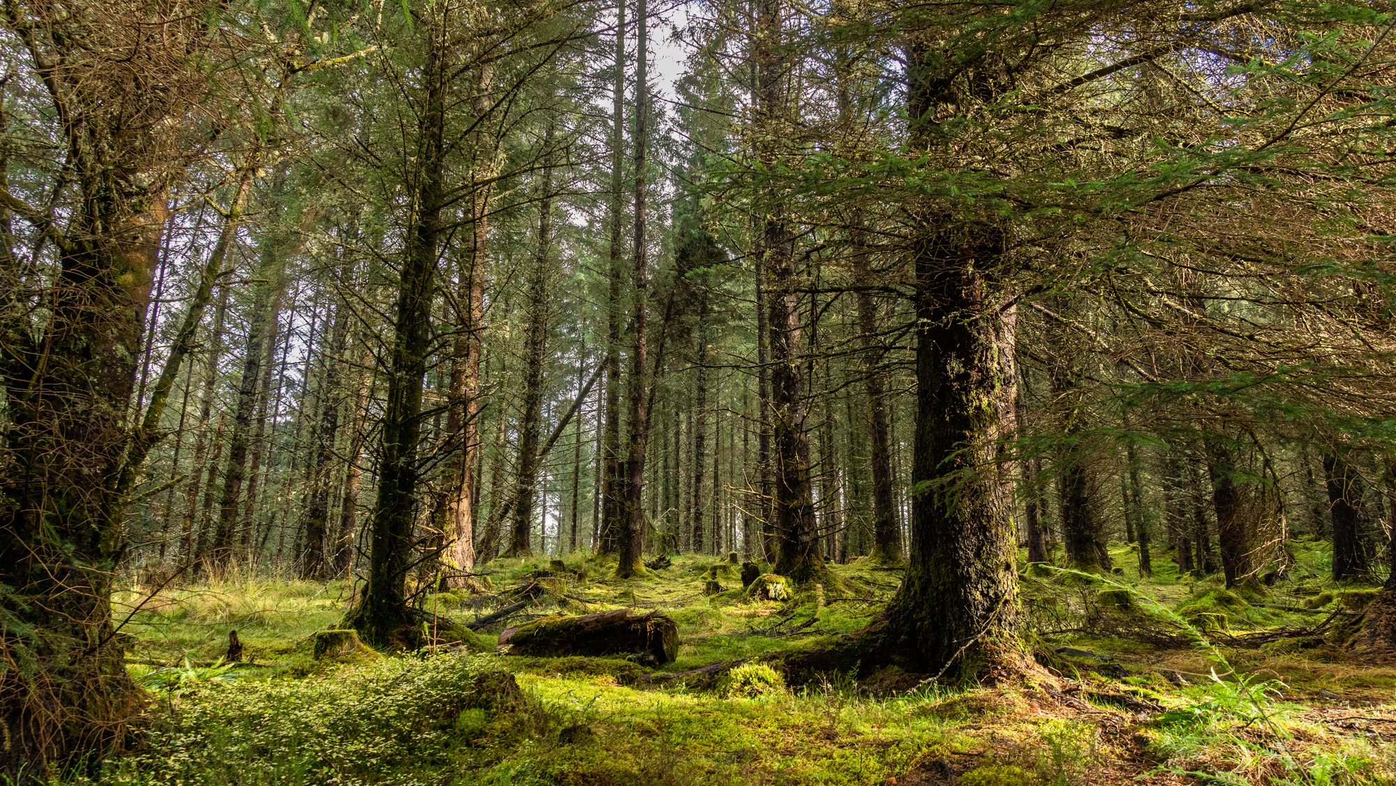 A pine forest in sun