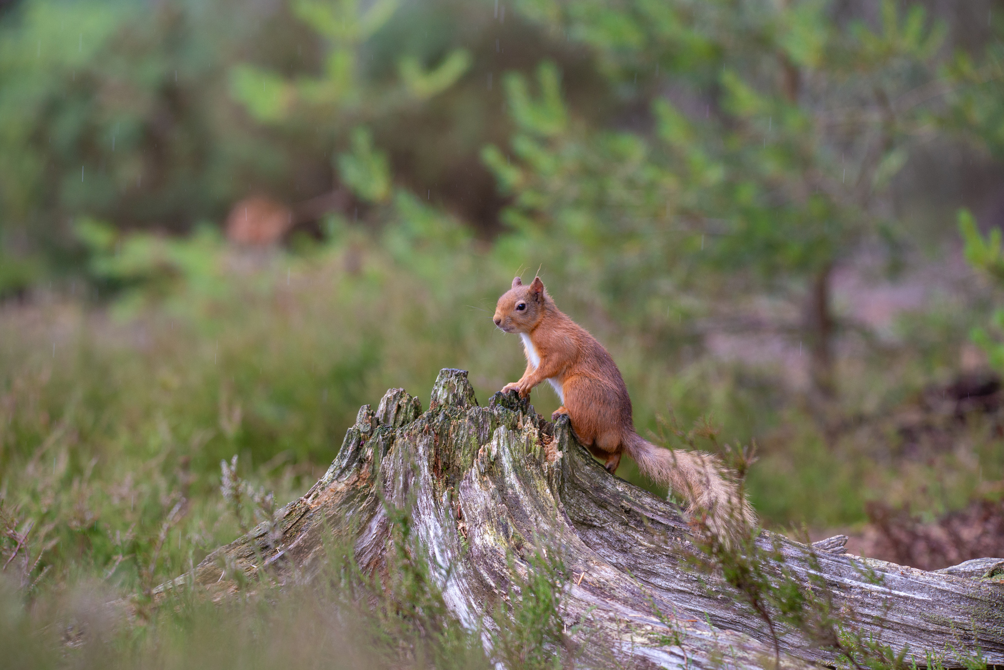 A red squirrel stands on dead wood